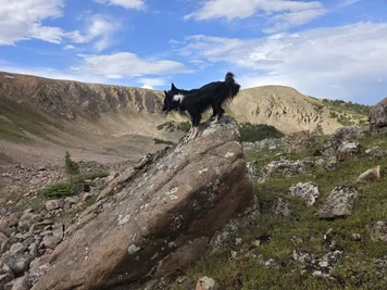 Black and white dog standing on a large rock in a mountainous landscape with scattered boulders and trees under a partly cloudy sky