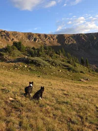 Two black and white dogs sitting on a grassy hillside with rocky cliffs and pine trees in the background under a partly cloudy blue sky