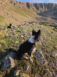 Two black and white dogs sitting on a rocky slope with a large, steep mountain in the background under a clear sky
