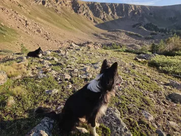 Two black and white dogs sitting on rocky terrain with mountains in the background