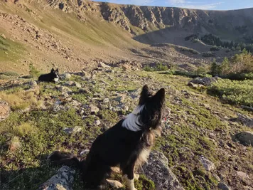two black and white dogs resting on a rocky mountain slope with scattered greenery and a steep mountain ridge in the background