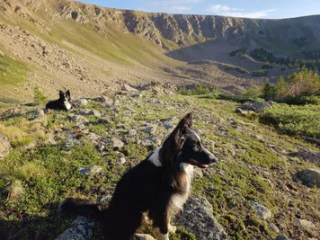 Two black and white dogs resting on rocky terrain with a mountainous backdrop in warm sunlight
