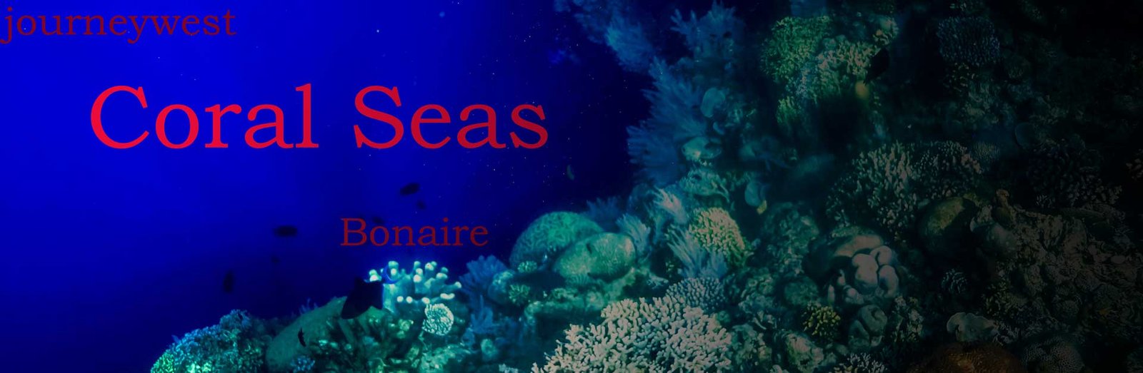 Vibrant coral reef under deep blue water with various coral formations and small fish swimming around